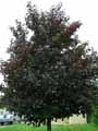 Acer platanoides Crimson King