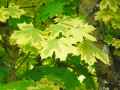 Acer platanoides Drummondii
