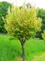 Acer platanoides Drummondii