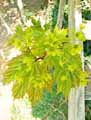 Acer platanoides