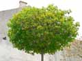Acer platanoides