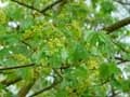 Acer platanoides
