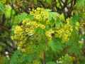 Acer platanoides