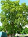 Acer pseudoplatanus