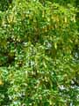 Acer pseudoplatanus
