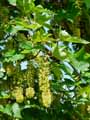Acer pseudoplatanus