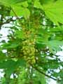 Acer pseudoplatanus