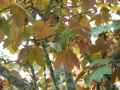 Acer pseudoplatanus Atropurpureum