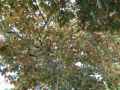 Acer pseudoplatanus Atropurpureum