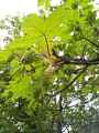 Acer pseudoplatanus