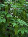 Acer pseudoplatanus