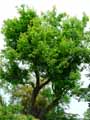 Acer saccharum
