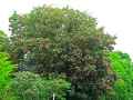 Aesculus carnea