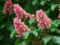 Aesculus carnea
