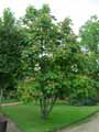 Sapindaceae-Aesculus-carnea-Marronier-rouge-Marronier-a-fleurs-rouges.jpg