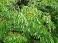 Aesculus flava, Aesculus octandra, Aesculus lutea