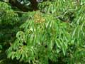 Aesculus flava, Aesculus octandra, Aesculus lutea