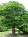 Sapindaceae-Aesculus-flava-Aesculus-octandra-Aesculus-lutea-Pavier-jaune-Marronier-jaune.jpg