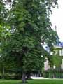 Aesculus hippocastanum