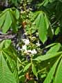 Aesculus hippocastanum