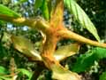 Aesculus hippocastanum
