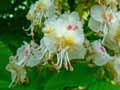 Aesculus hippocastanum