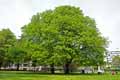 Sapindaceae-Aesculus-hippocastanum-Marronier-d-Inde-Marronier-commun-Chataignier-des-chevaux.jpg