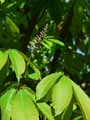 Aesculus indica