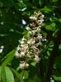 Aesculus indica