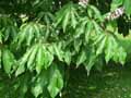 Aesculus indica