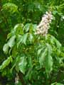 Aesculus indica