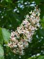 Aesculus indica
