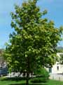 Sapindaceae-Aesculus-indica-Marronier-d-Inde-Marronier-de-l-Himalaya.jpg