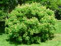 Aesculus pavia Koehnei