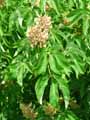 Aesculus pavia Koehnei