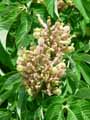 Sapindaceae-Aesculus-pavia-Koehnei-Pavier-rouge.jpg