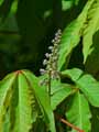 Aesculus wilsonii