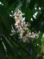 Aesculus wilsonii