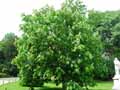 Aesculus wilsonii