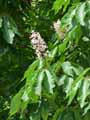 Aesculus wilsonii