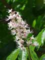 Aesculus wilsonii