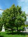 Sapindaceae-Aesculus-wilsonii-Marronier-de-Chine.jpg