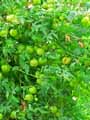 Sapindaceae-Cardiospermum-halicacabum-Cardiosperme-merveilleux-Coeur-des-Indes-Pois-de-coeur-Liane-poc-poc.jpg