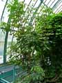 Sapindaceae-Dimocarpus-longan-Longanier.jpg