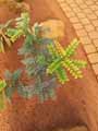 Sapindaceae-Guioa-crenata-Guioa.jpg
