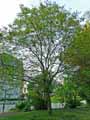Koelreuteria paniculata