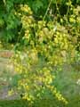 Koelreuteria paniculata