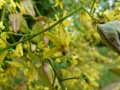 Koelreuteria paniculata