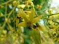Koelreuteria paniculata