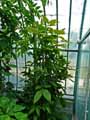 Sapindaceae-Melicoccus-bijugatus-Quenettier-Quenette-Kenepier.jpg